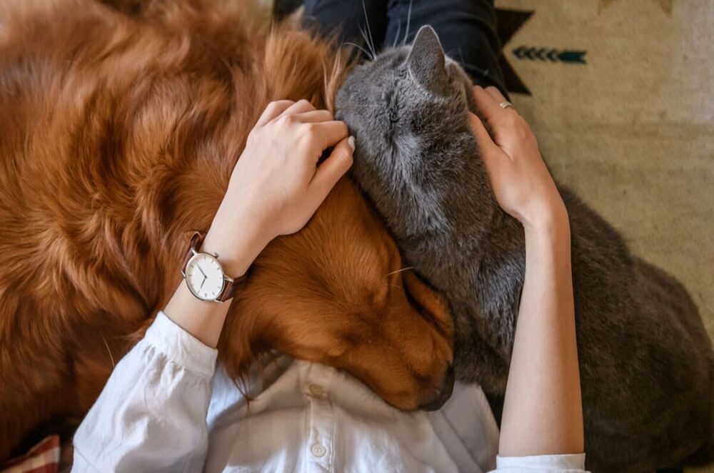 Moving from England to the Netherlands with a dog or cat Kanguro